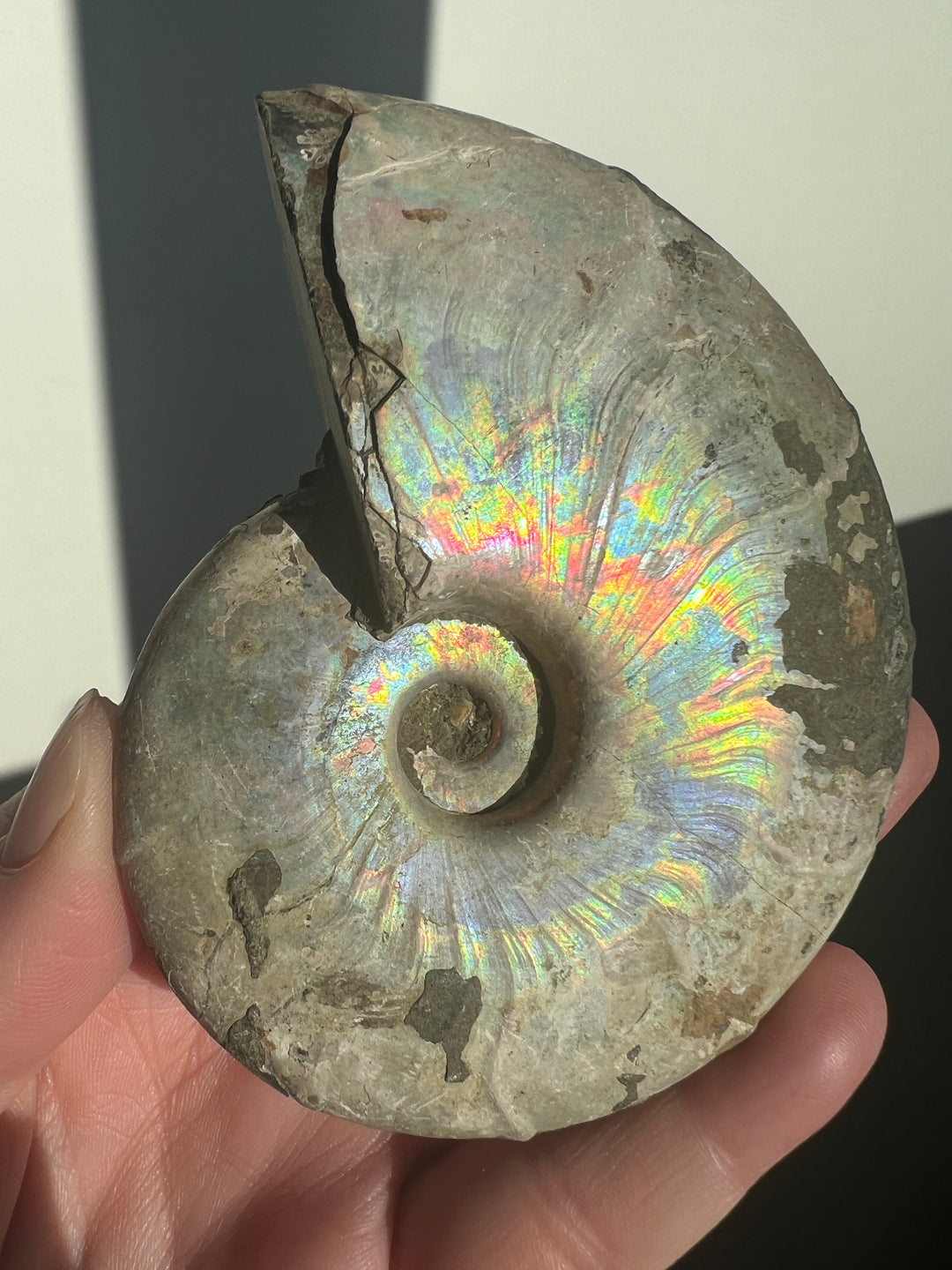 Iridescent Ammonite Fossil 1 | 241g